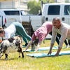 Staff practicing yoga outdoors with goats.